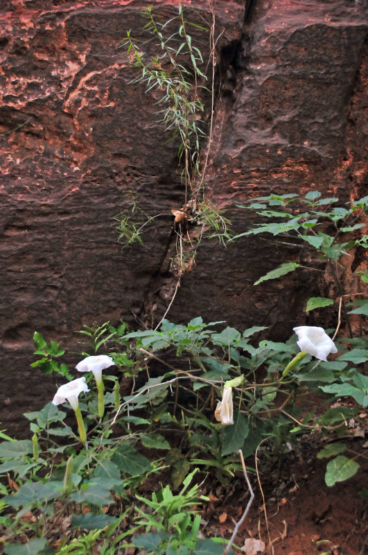Zion - Utah15 - Datura - 8229