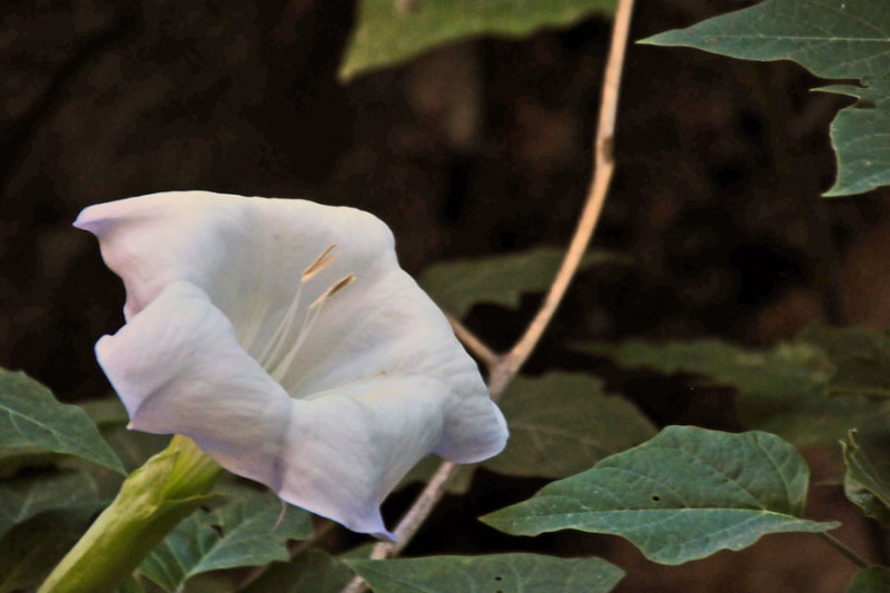 Zion-Utah15 - Datura - 8261