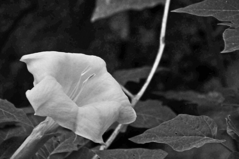 Zion-Utah15 - Datura - 8261bw