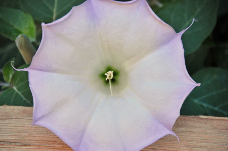 Zion-Utah15 - Datura - 8263