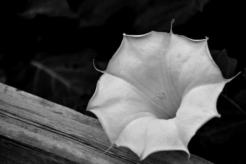 Zion-Utah15 - Datura - 8265bw