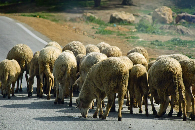 Rush hour - Moroc 2624