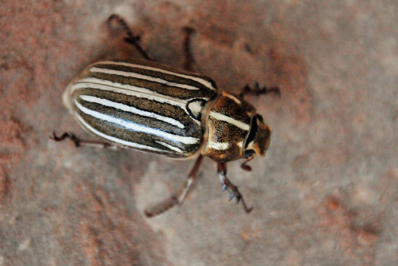 Zion-Utah15 - Ten-lined June beetle - 8302