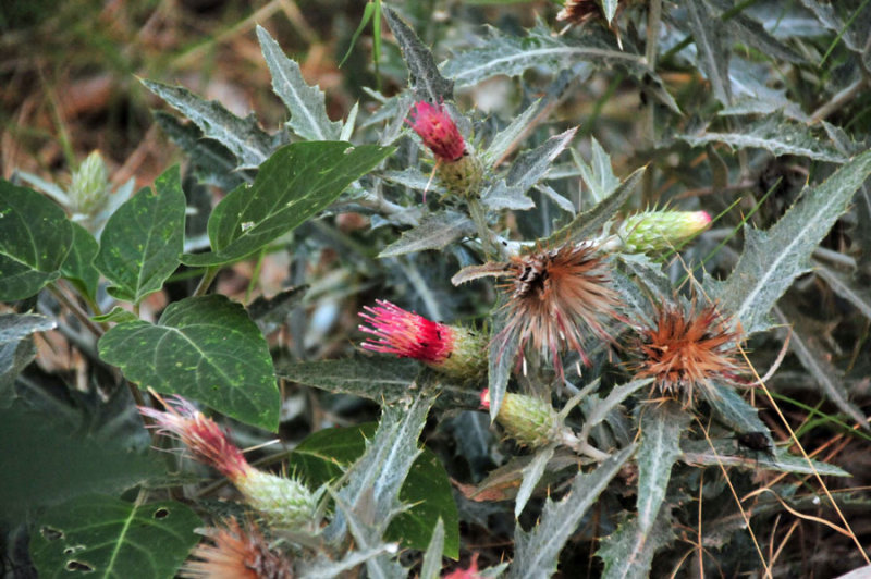 Zion-Utah15 - Cirsium thistle - 8309