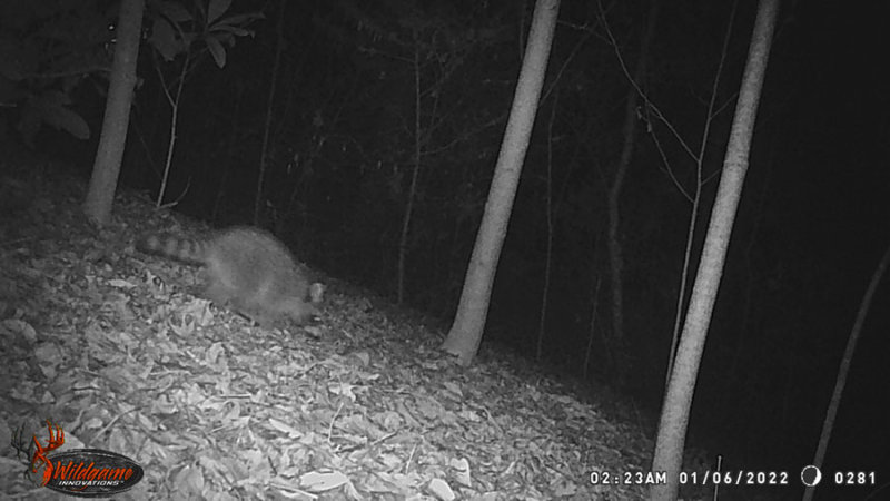 01-06 WGI_0281 Raccoon