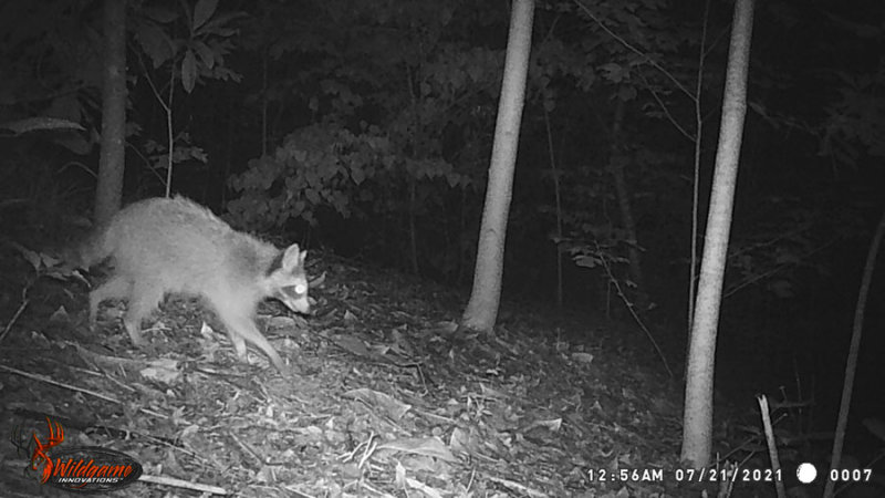 07-21 WGI_0007 Raccoon