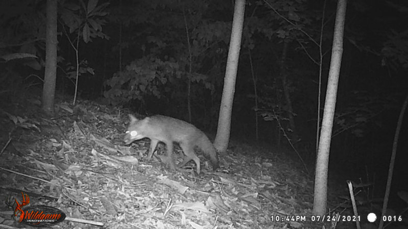 07-24 WGI_0016 Gray fox