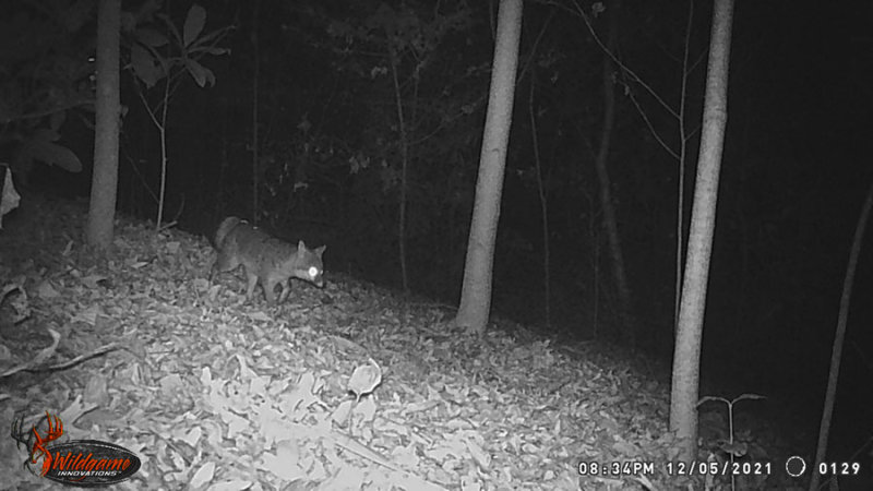 12-05 WGI_0129  Gray fox