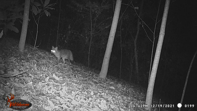 12-19 WGI_0199 Gray fox