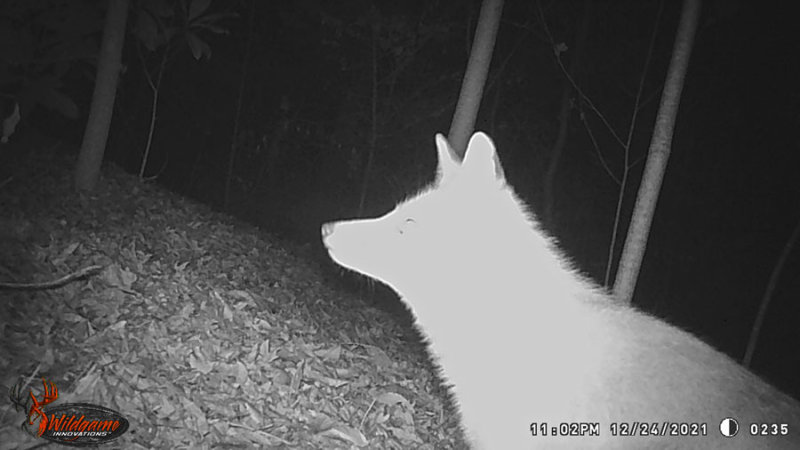 12-24 WGI_0235 Gray fox profile