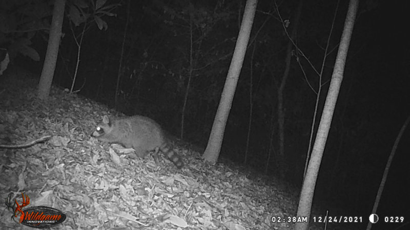 12-24 WGI_0229 Raccoon