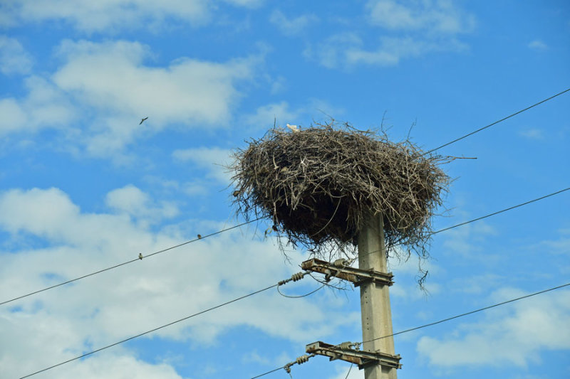 Stork nest - Moroc--2666