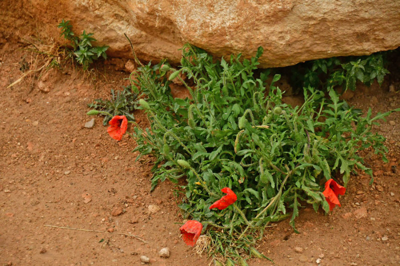 Poppies - Moroc-2781