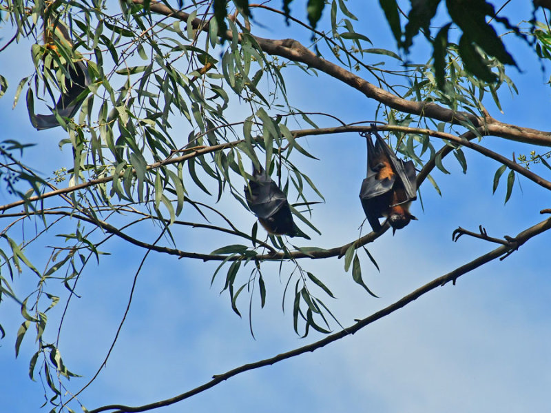 Fruit bats - India-2-0292
