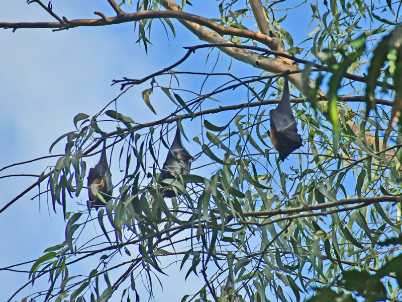 Fruit bats - India-2-0293