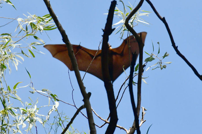 Fruit bats - India-2-0294hc