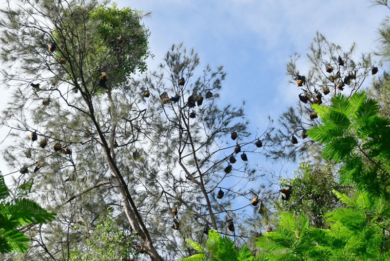 Fruit bats - India-2-0296