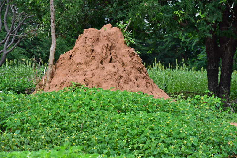 Ants (not termites) - India-2-0379