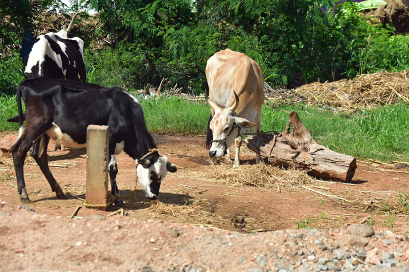 Tethered - India-2-0398