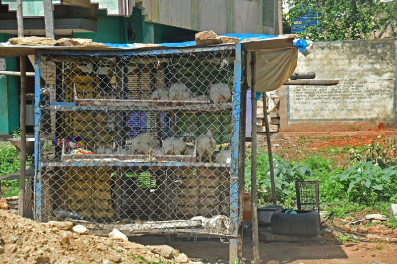 Chicken facility - India-2-0410