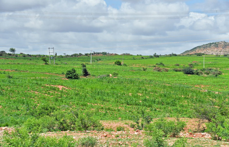 Flat land here - India-2-0417