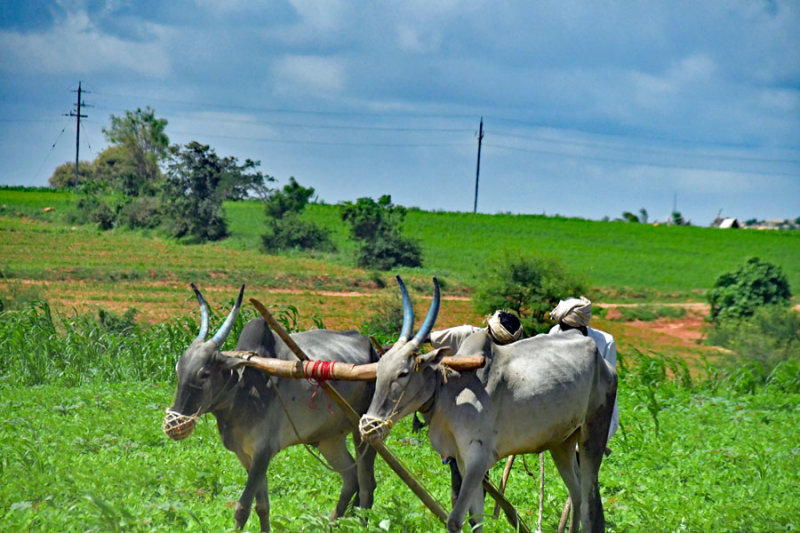 Setting the plow - India-2-0422