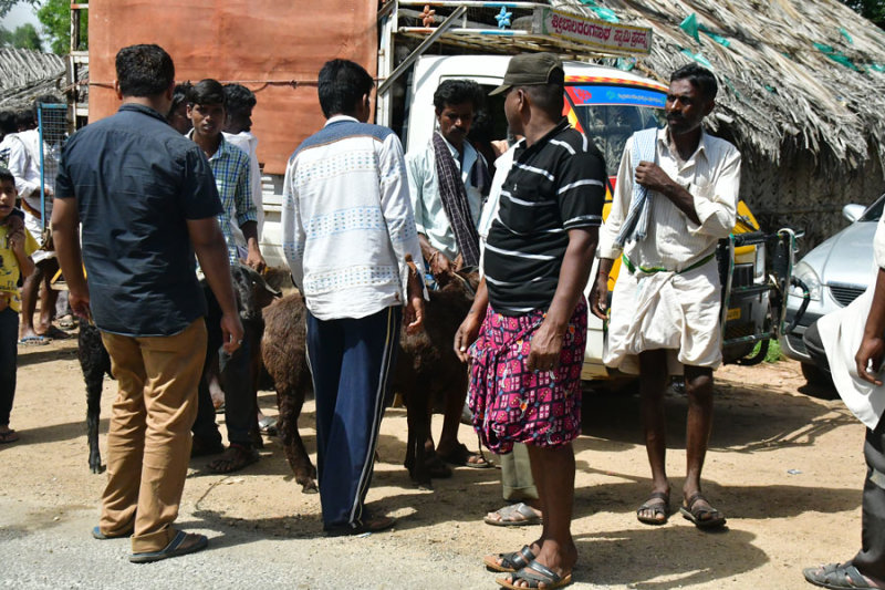 Goat market day - India-2-0436