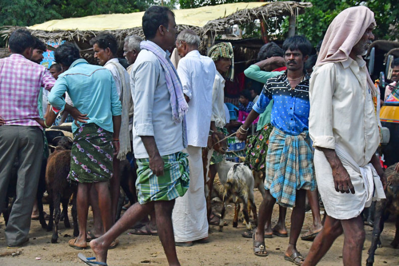 Goat market day - India-2-0441