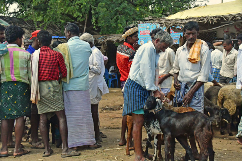 Goat sales - India-2-0442