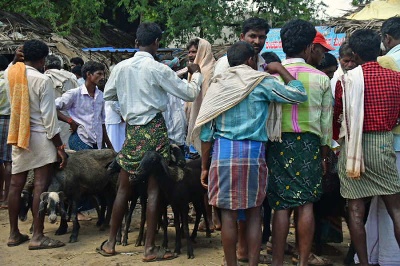 Goat sales - India-2-0443
