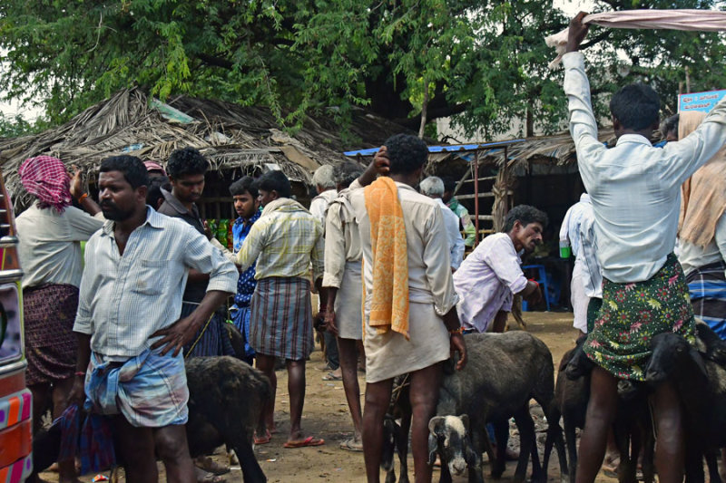 goat sales - India-2-0444