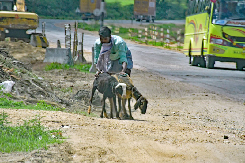 Pushing goats to market - India-2-0447