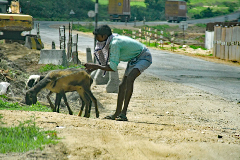 No no! Don't eat! India-2-0448