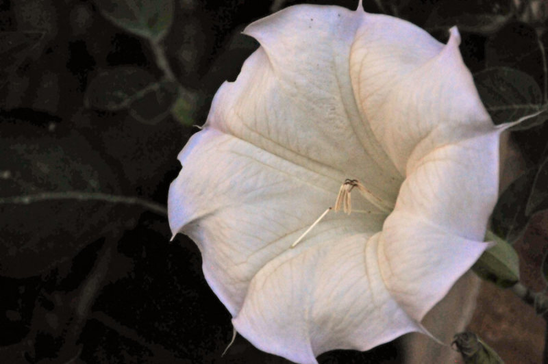 Datura - Zion-Utah15 - 8355