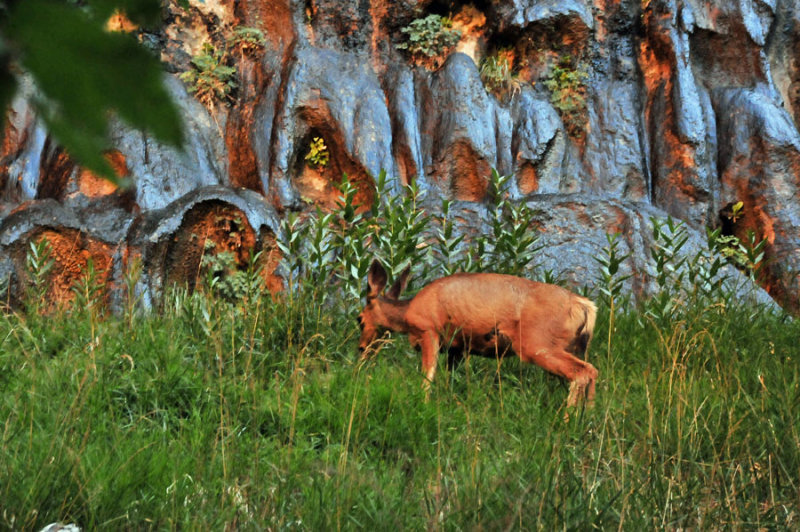 Mule deer - Zion-Utah15 - 8357
