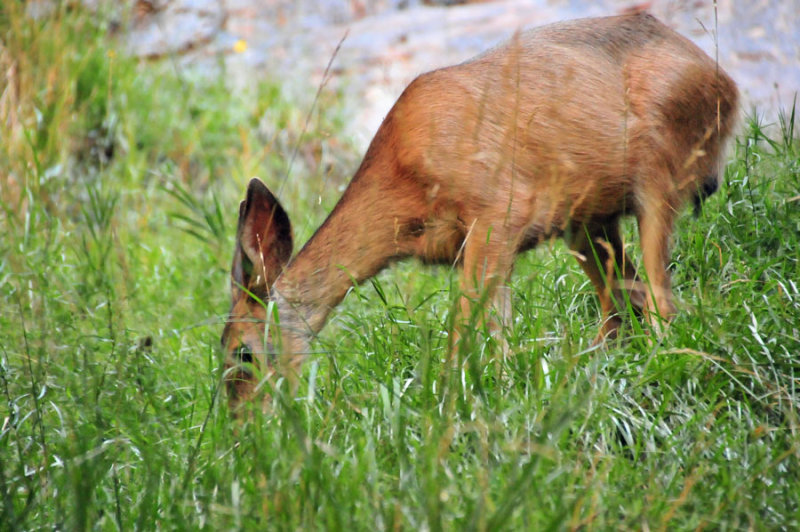 Mule deer - Zion-Utah15 - 8403