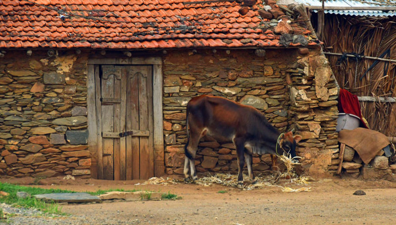 A home, a cow - India-2-0467