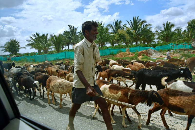 Running the sheep flock - India-2-0538