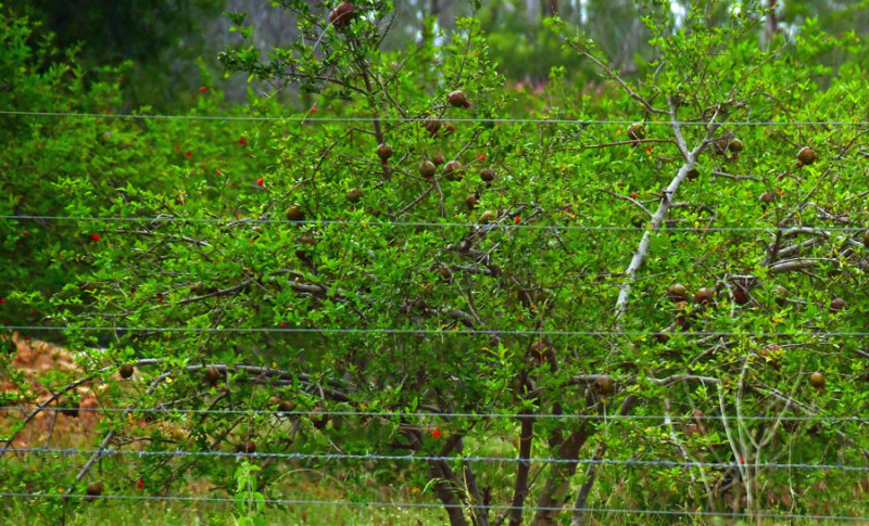 Pomegranite orchard - India-2-0539hc