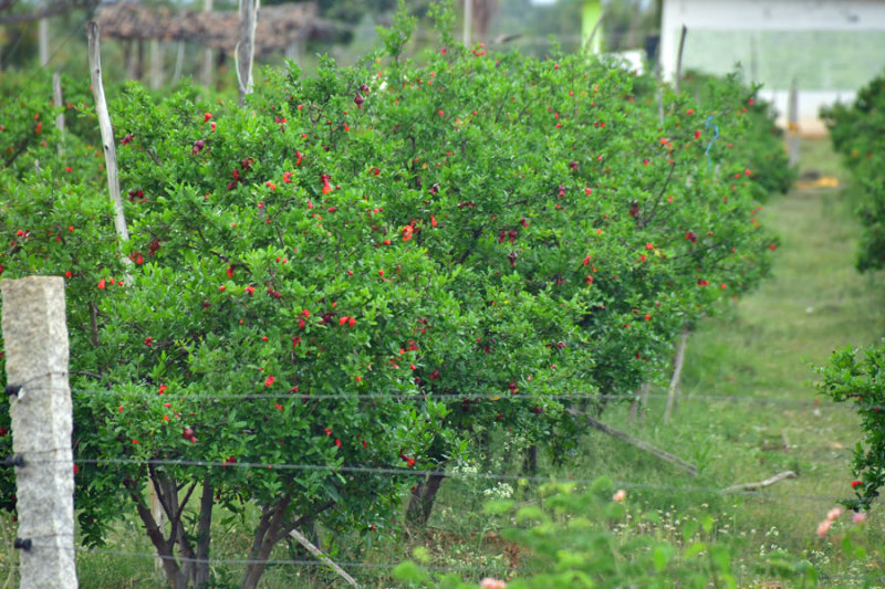 Pomegranite orchard - India-2-0568