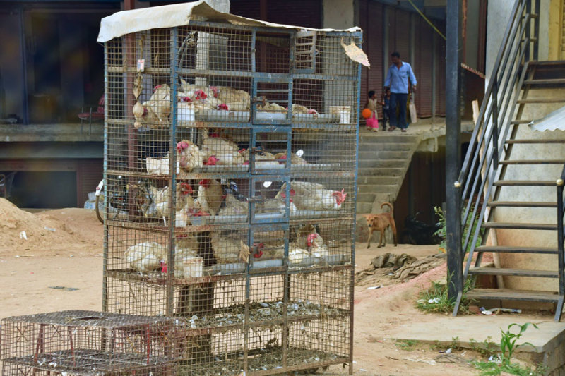 Chicken condo - India-2-0603