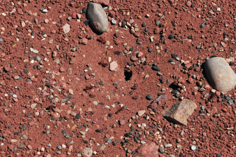 Zion-Utah15 More big-headed ants 8536