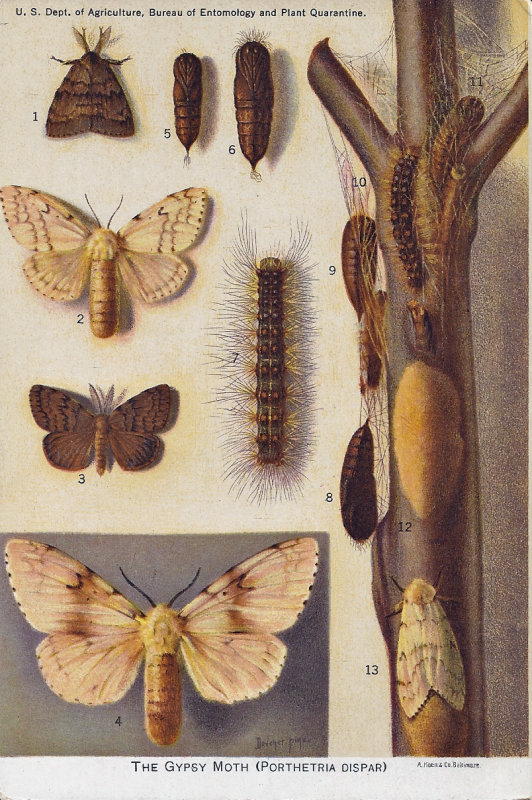 Gypsy moth (now Spongy moth) and Brown-tail moth USDA post cards