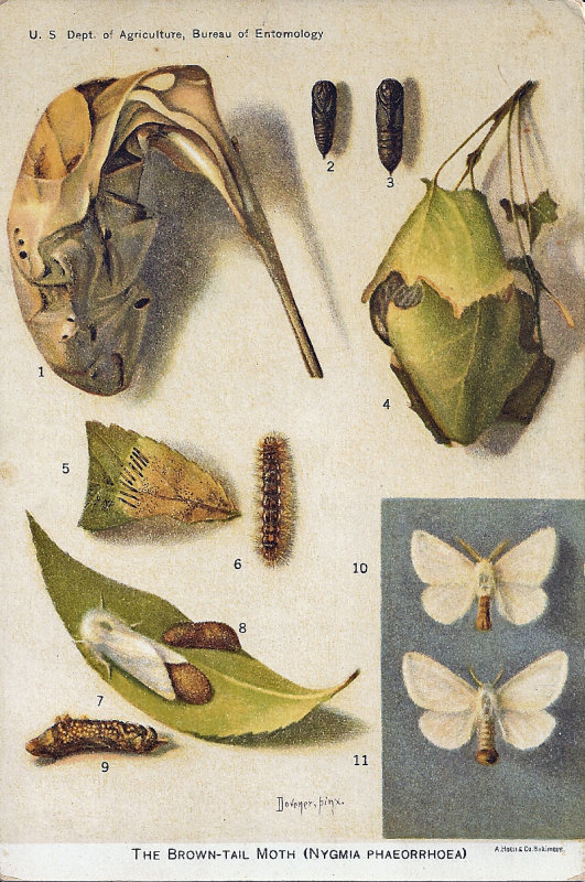 Brown-tail life cycle ed.