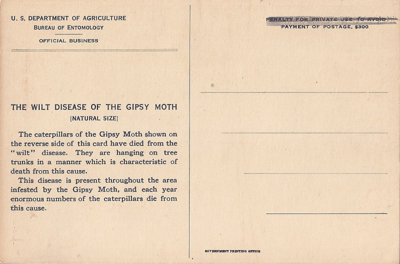 Gipsy moth wilt disease back ed.