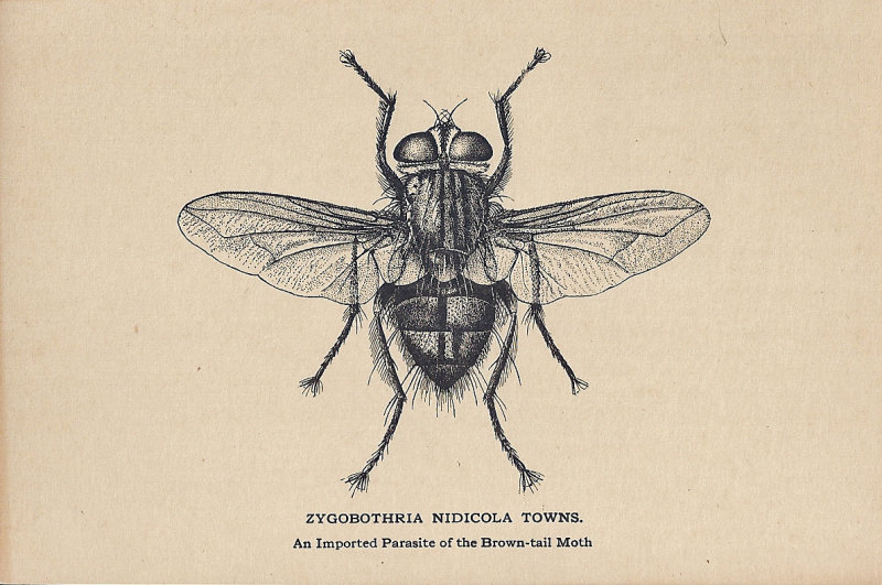Zygobothria nidicola ed.