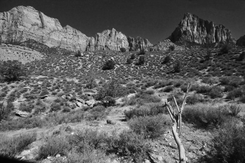 Zion-Utah15 - 8554bw