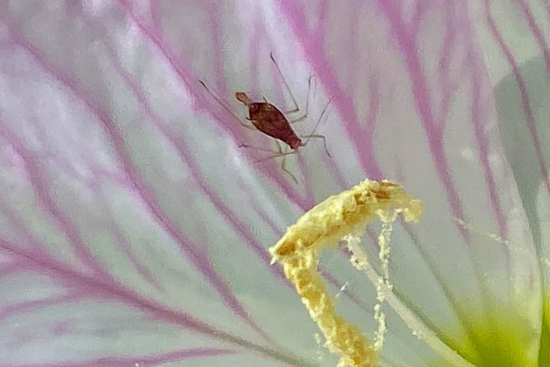 04-19 Aphid in live birth - viviparous - on a primrose flower i9129ehcr