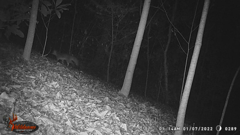 01-07 Gray fox WGI_0289