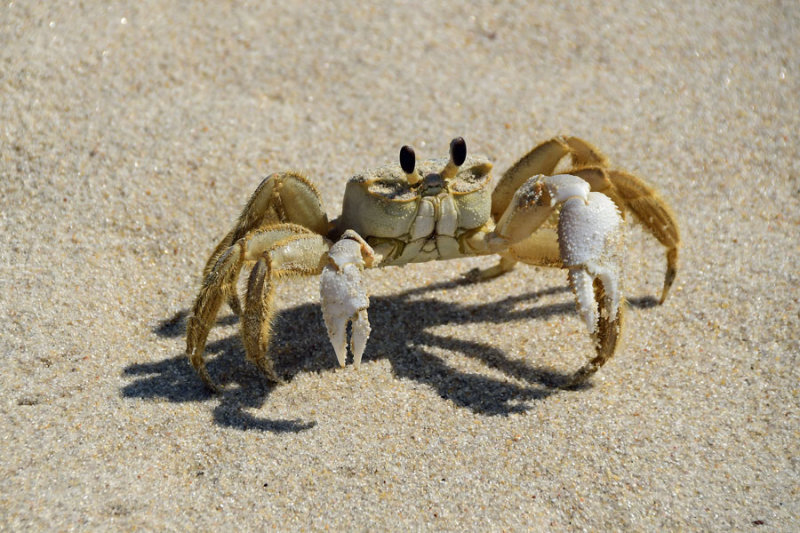 05-19 Atlantic ghost crab 4014
